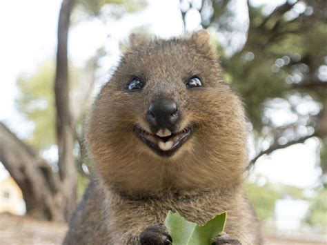 QUOKKA .